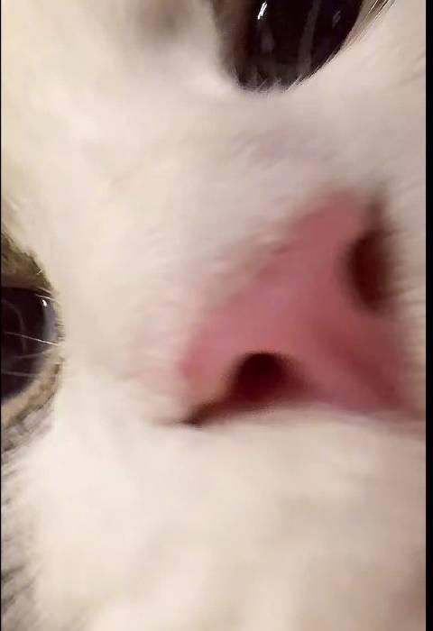 奥运冠军潘展乐晒双猫营业！网友：这撸猫手法比自由泳还专业