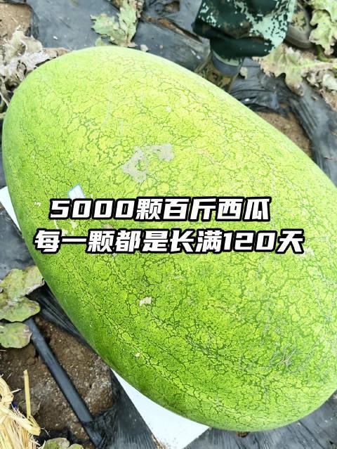 海外华人看不了央视晚会？3招教你轻松解锁地区限制，畅享家乡精彩