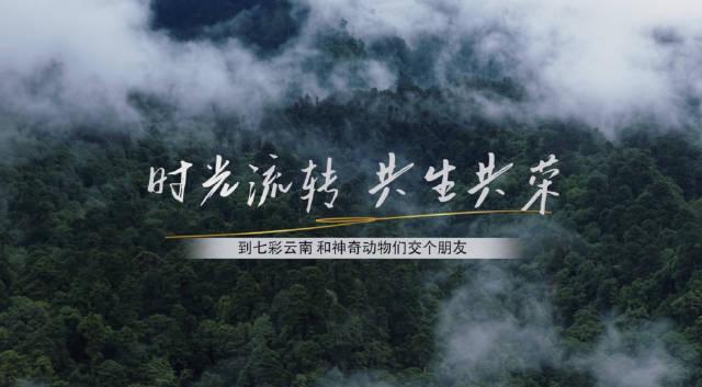 云南竟藏着一个神奇动物王国！这些珍稀物种你见过几个？