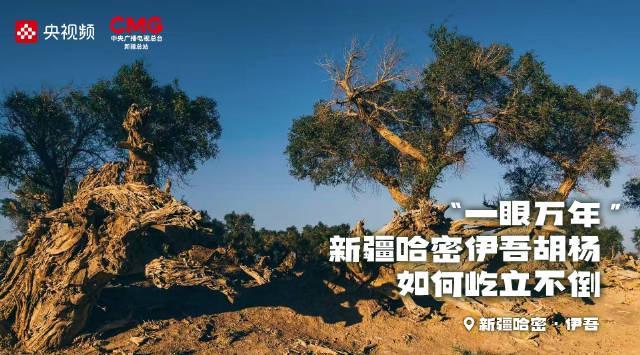 海外华人必看：三步解锁国内影视资源，追剧不再卡顿！