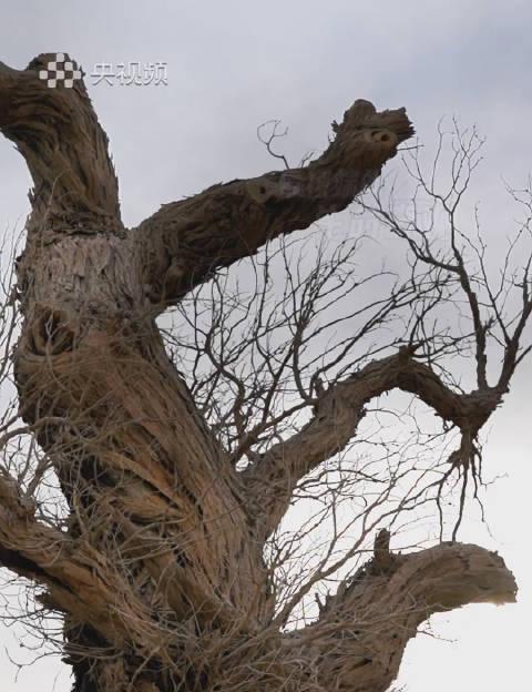 新疆伊吾胡杨林：千年不死的生命奇迹，教你如何突破地域限制在线观看