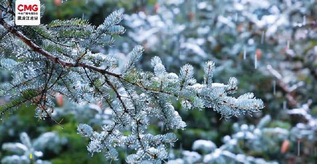 漠河提前入冬！秋雪交织美如童话世界，这些地方也迎来初雪