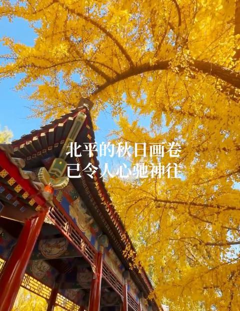 海外华人必看！三步教你解锁国内影视资源，不错过北平最美秋色