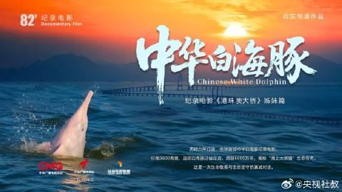 海外华人必看！《中华白海豚》即将上映，教你如何突破地区限制观看这部生态史诗