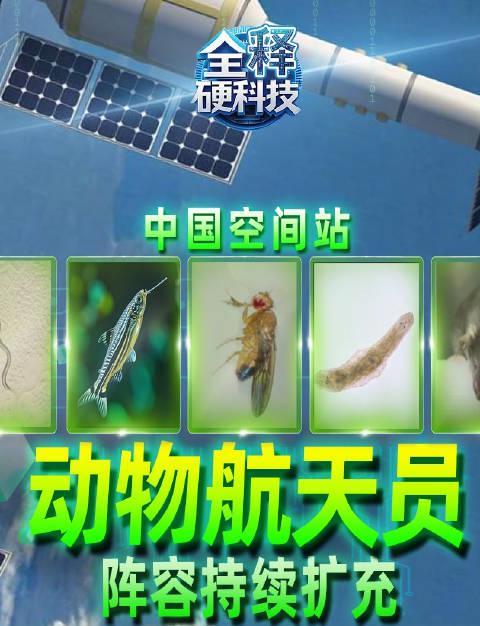 海外华人必看！手把手教你解锁国内影视资源，告别地区限制烦恼