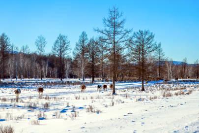 海外党福音！3招教你解锁《歌游内蒙古》等国内限定节目，告别地区限制烦恼