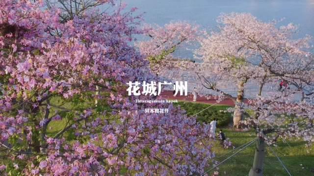 广州马拉松惊艳亮相！花海赛道美到窒息，跑友直呼：这才是秋天该有的浪漫