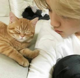 鹿晗喂猫画面太治愈！三只萌宠争宠现场曝光，网友直呼想魂穿猫咪