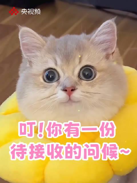 海外华人看不了央视频？3招教你破解地区限制，轻松接收祖国问候