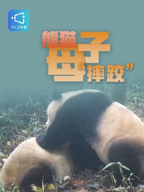 笑不活了！大熊猫母子上演'六亲不认'式干架，网友：这母爱消失得有点快