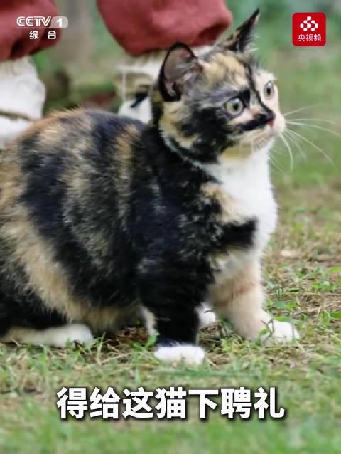 宋代人养猫有多讲究？签契约、划厕所，仪式感爆棚！