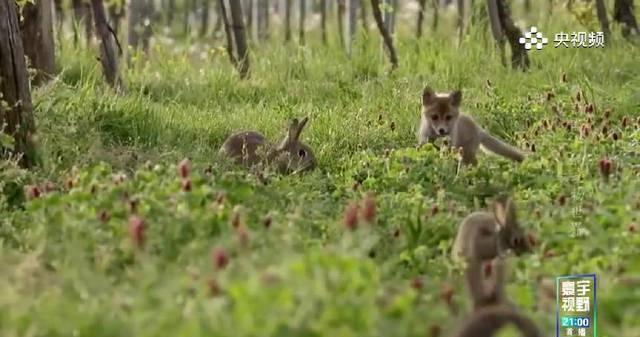 狐狸和兔子真能做朋友？央视纪录片揭秘动物界“反差萌”友谊，结局令人深思