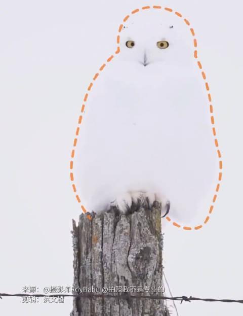 海外华人追剧卡顿太头疼？别急，先来看看雪地里的隐身大师如何玩转“消失术”