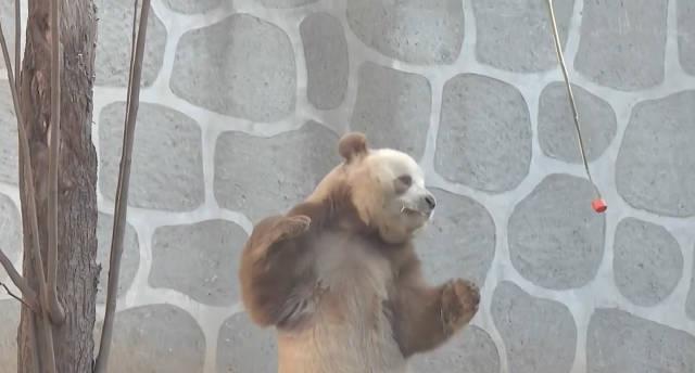 海外华人看不了“钓猫”？别急，教你一招解锁国内热门视频