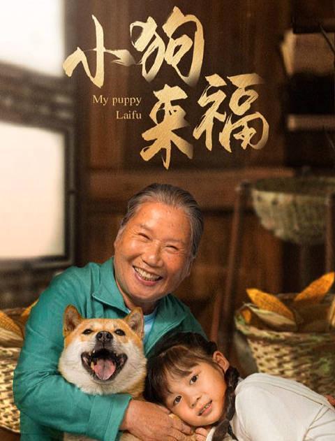 海外华人追剧遇阻？别急，这部央视微短剧《小狗来福》或许能给你一点治愈和启发