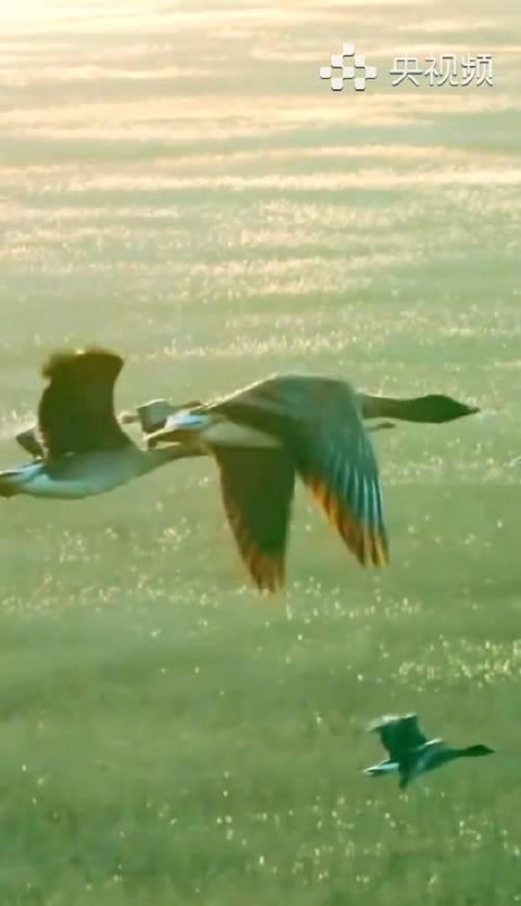 海外追剧卡成PPT?3招教你解锁国内综艺音乐,刘宇宁歌声不再错过!