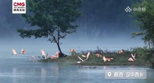 海外华人必看!如何解锁刘雨昕《朱鹮飞舞》诗意MV,告别地区限制烦恼