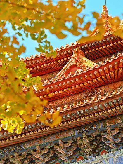 海外华人必看:突破地区限制,轻松欣赏故宫金秋绝美红墙金叶实景