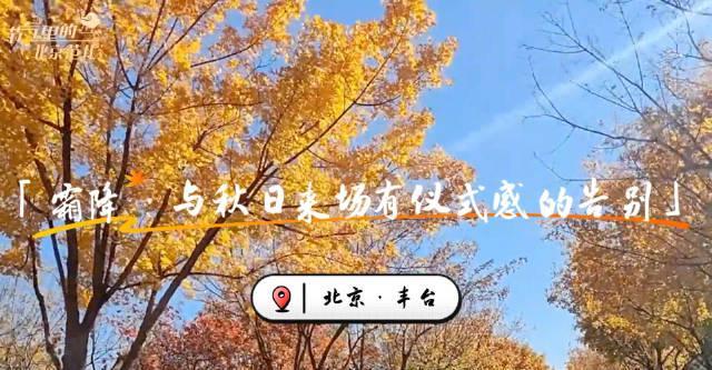 北京冬日序曲惊艳上线!丰台红叶菊海与古寺同框,治愈系美景刷屏全网