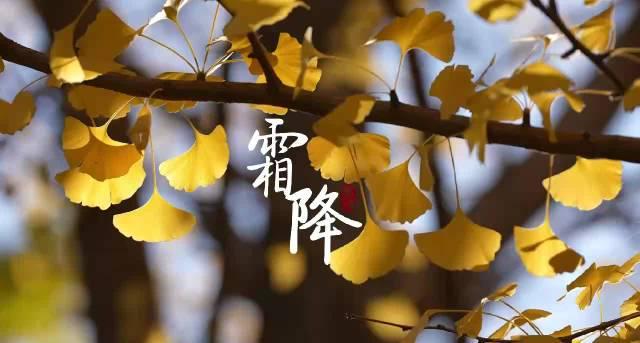 海外华人必看!手把手教你解锁国内影视资源,不错过任何精彩秋色