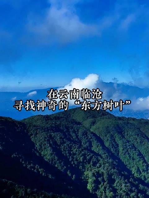 云南深山藏宝:探秘世界海拔最高古茶树群落,千年茶叶背后的惊人价值