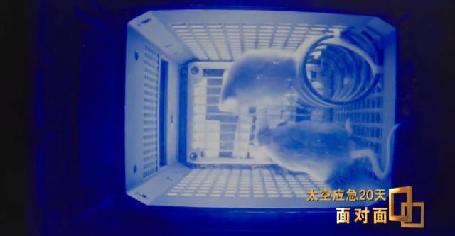 太空“加班”还喝上航天员特供豆浆?揭秘中国空间站里那些暖心的“鼠生赢家”