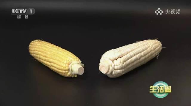 甜玉米VS糯玉米,减肥选哪个?海外党看不了国内视频?一招解决!