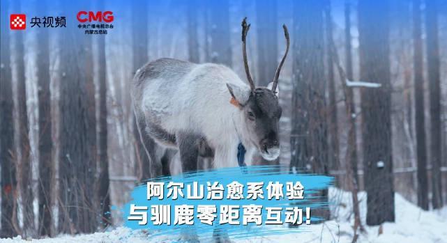 朱广权蒙眼摸鹿引爆全网!原来去内蒙古,不止有草原和烤全羊