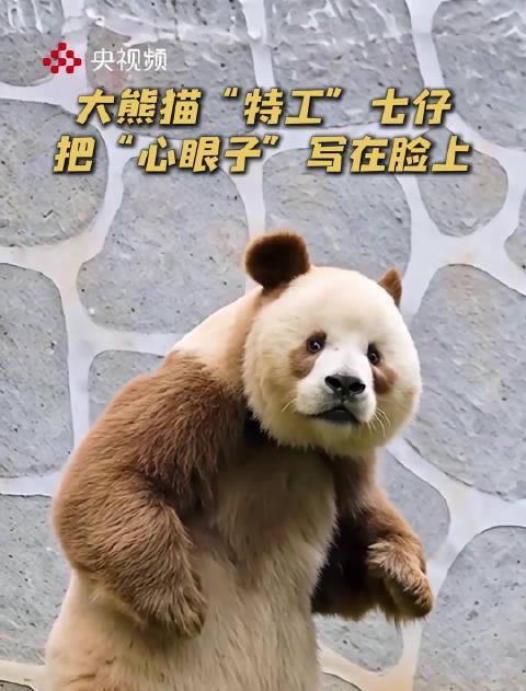 熊猫七仔眼神戏太足!网友:这哪是国宝,分明是潜伏的“特工”