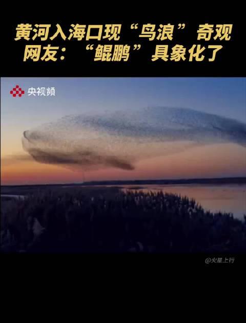 身在海外,如何解锁国内视频网站,不错过“鸟浪”这样的震撼瞬间?
