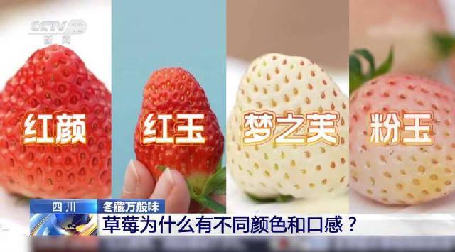 海外看不了央视视频?别急,手把手教你解锁国内热门综艺影视资源