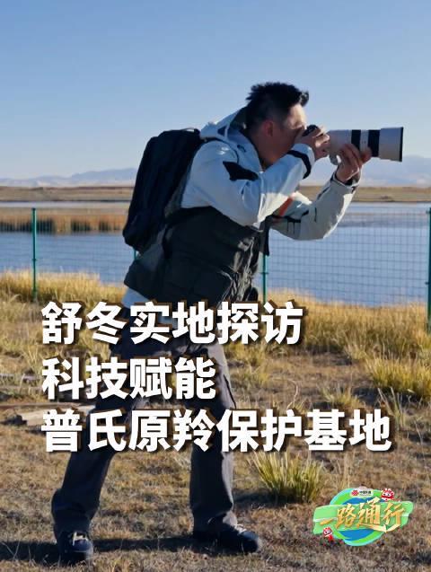 海外华人追剧听歌遇阻?别急,先来看看科技如何守护高原精灵普氏原羚