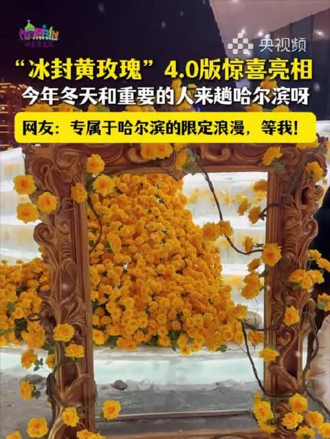 哈尔滨街头惊现“冰封黄玫瑰瀑布”!4.0版浪漫升级,网友直呼:尔滨,你太会了!