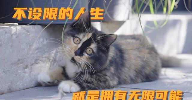 海外华人如何解锁《好久不见》?这份观看指南请收好!