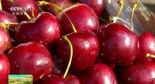 车厘子价格大跳水,海外华人如何实现“车厘子自由”?这份挑选攻略请收好!