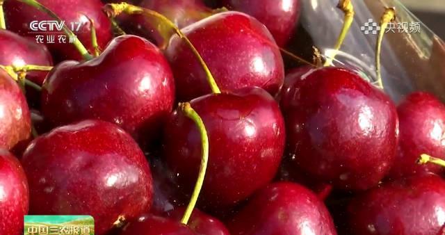 车厘子价格大跳水!资深果贩教你三招,挑出又大又甜还新鲜的那一盒