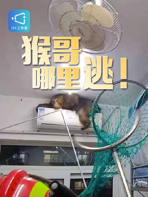 野生黄山短尾猴“勇闯”学生宿舍!消防员上演现实版“大闹天宫”,结局暖心
